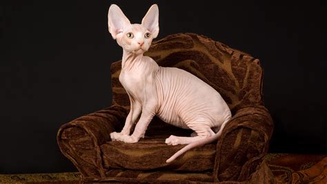 naken kat|Sphynx 